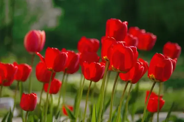tulipanes madrid
