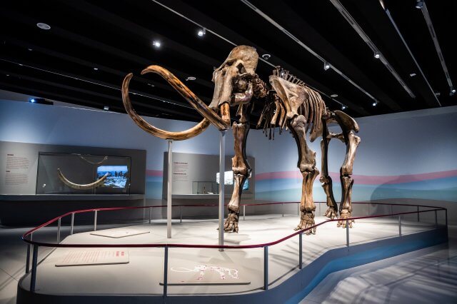exposición mamut