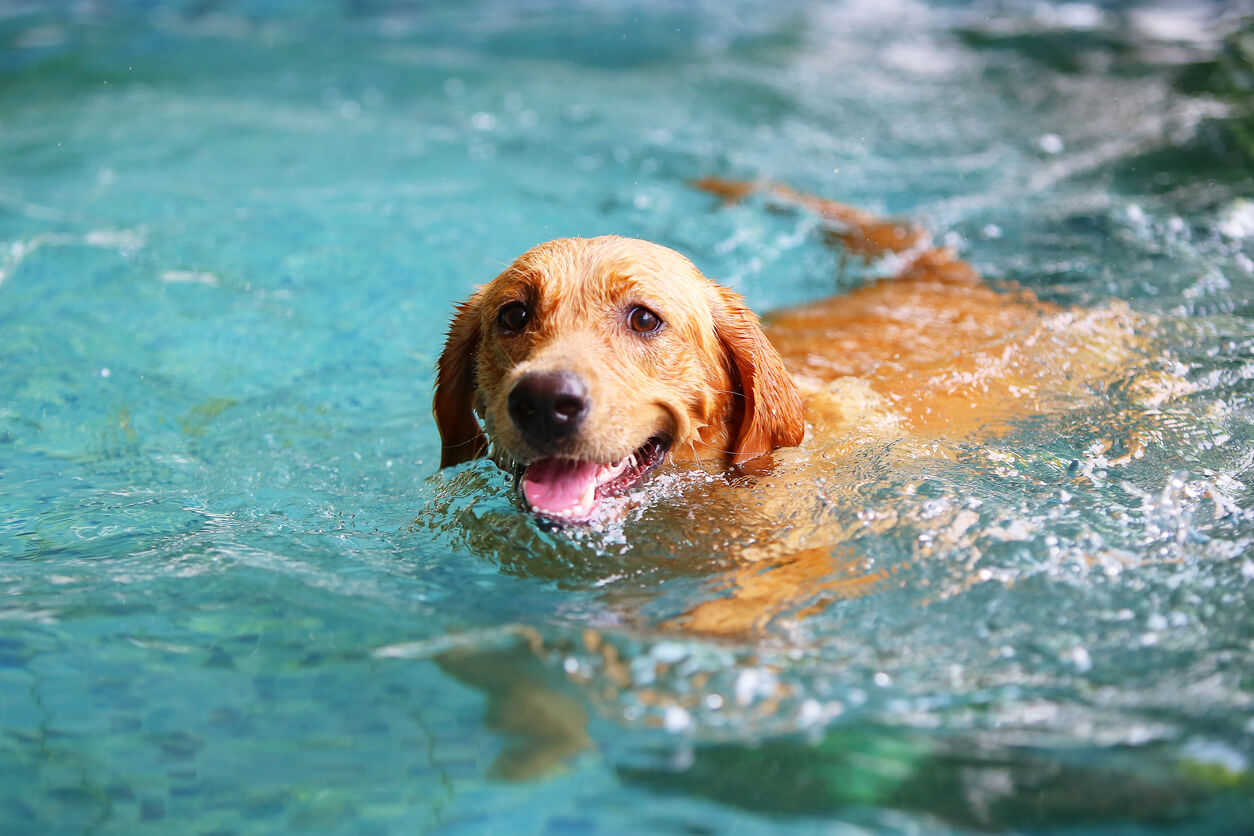 Que tu perro no pase calor con estas piscinas para mascotas
