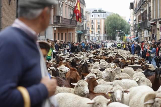 Fiesta de la Trashumancia, un año más las ovejas recorren las calles de Madrid