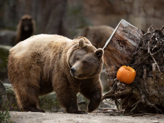 El Zoo tiene las actividades familiares más divertidas para celebrar Halloween por todo lo alto