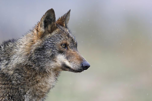 El Aullido del Lobo: jornada de concienciación sobre el Lobo Ibérico en Madrid