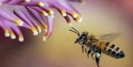 “ZUM. Crecerá un jardín”: un espectáculo que escucha a la infancia