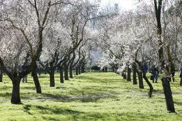 Almendros en flor en la Quinta de los Molinos