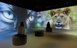 Somos Naturaleza: la experiencia inmersiva que invita a redescubrir el planeta